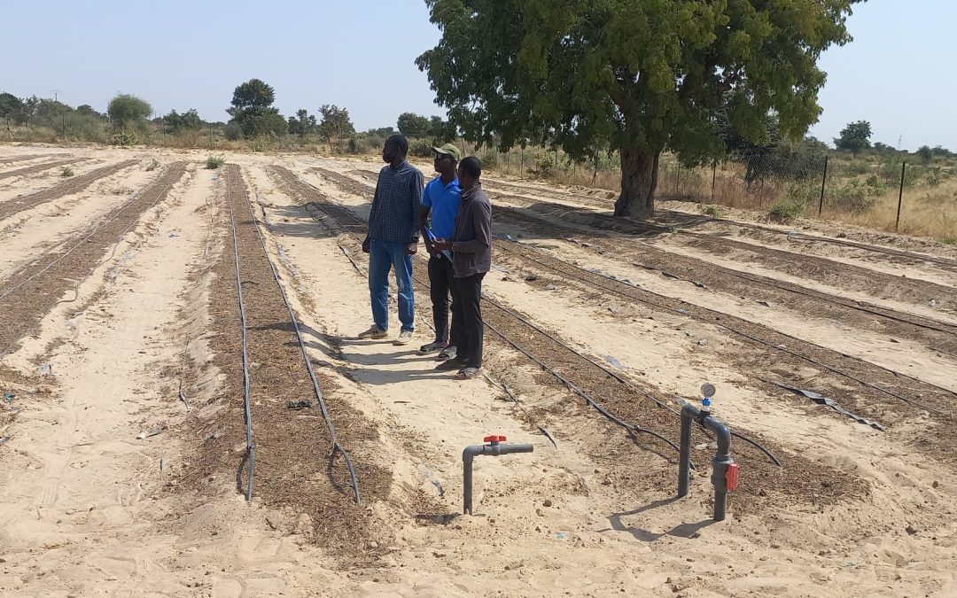 Système d’irrigation innovant avec recyclage d’excèdent d’eau d’irrigation à Maradi
